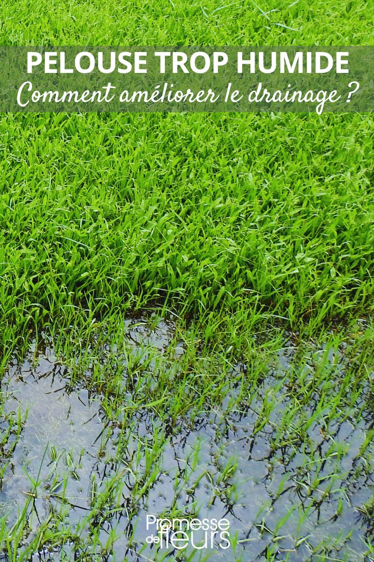 How to Drain a Waterlogged Short Grass Meadow damp lawn