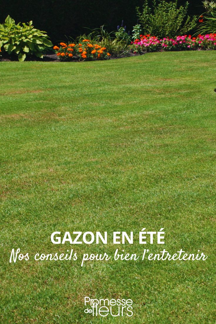 How to Maintain Your Lawn in Summer Lawn Care in the Summer Months