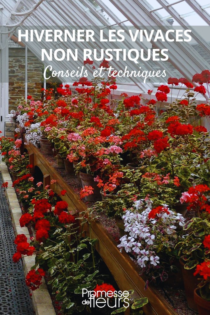 Overwintering Begonias and Geraniums