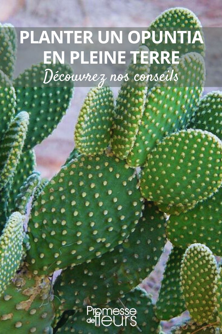 Planting Tips for an Opuntia in the Garden

Opuntias, commonly known as prickly pears, are a genus of cacti that are easy to grow in the garden. Here are some tips to successfully plant an Opuntia in your garden:

1. **Choose a Sunny Spot**: Opuntias thrive in full sun, so select a spot in your garden that receives plenty of sunlight throughout the day.

2. **Well-Draining Soil**: Opuntias prefer well-draining soil to prevent waterlogging, which can cause root rot. If your soil is heavy, consider adding sand or perlite to improve drainage.

3. **Planting Depth**: When planting your Opuntia, make sure to plant it at the same depth it was in its container. Avoid planting it too deep, as this can lead to stem rot.

4. **Spacing**: Give your Opuntia enough space to spread out, as some varieties can grow quite large. Follow the spacing recommendations for the specific species you are planting.

5. **Watering**: While Opuntias are drought-tolerant plants, they still need water, especially during the growing season. Water deeply but infrequently to encourage deep root growth.

6. **Mulching**: Mulch around the base of your Opuntia to help retain soil moisture and regulate soil temperature. Avoid placing mulch directly against the stem to prevent rot.

7. **Protection**: Depending on your climate, you may need to protect your Opuntia from frost during the winter months. Consider covering it with a frost cloth or moving it to a sheltered location.

By following these planting tips, you can enjoy a beautiful and thriving Opuntia in your garden.