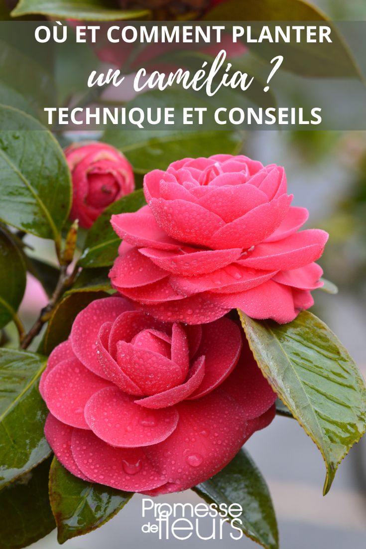 camellia flowers