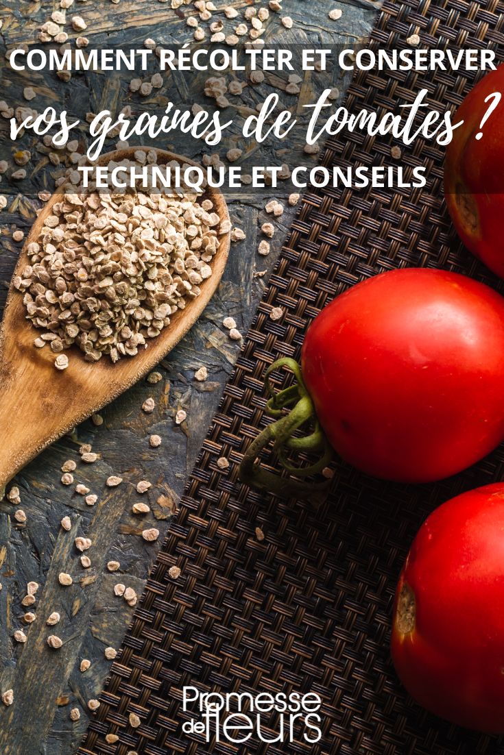 Saving Tomato Seeds at Home