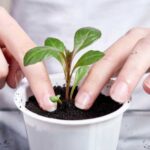 How to transplant young plants?