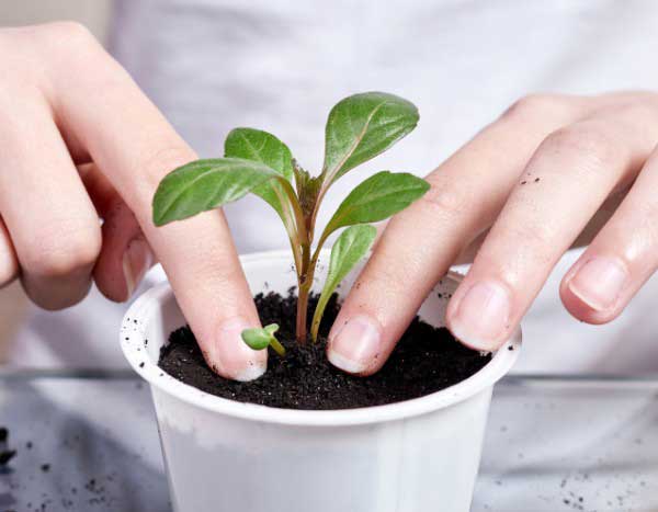 How to transplant young plants?