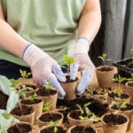 How to successfully transplant young vegetable plants?