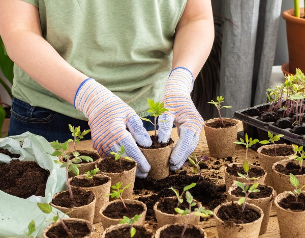 How to successfully transplant young vegetable plants?