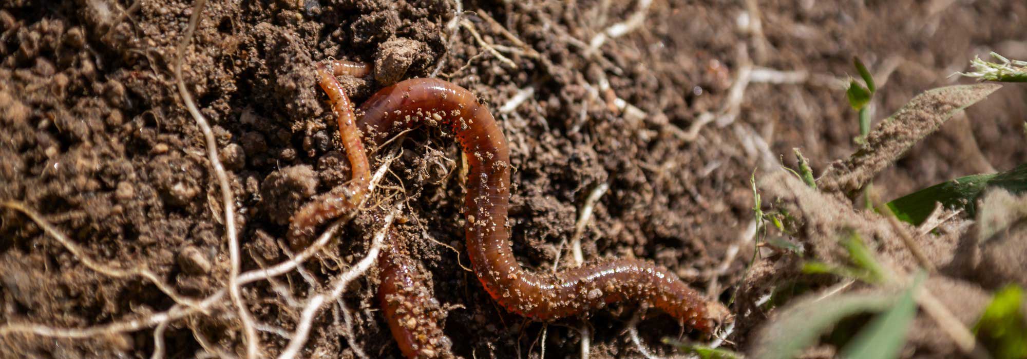 Soil life decoded: understanding its essential role in the garden