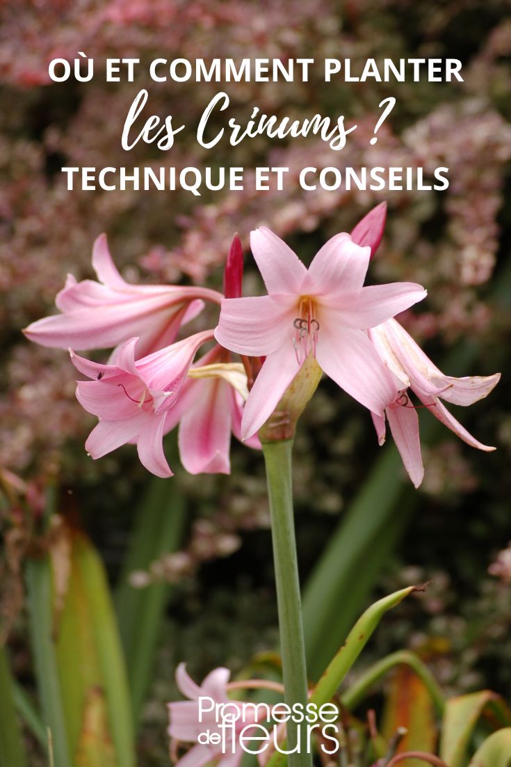 naked crinum