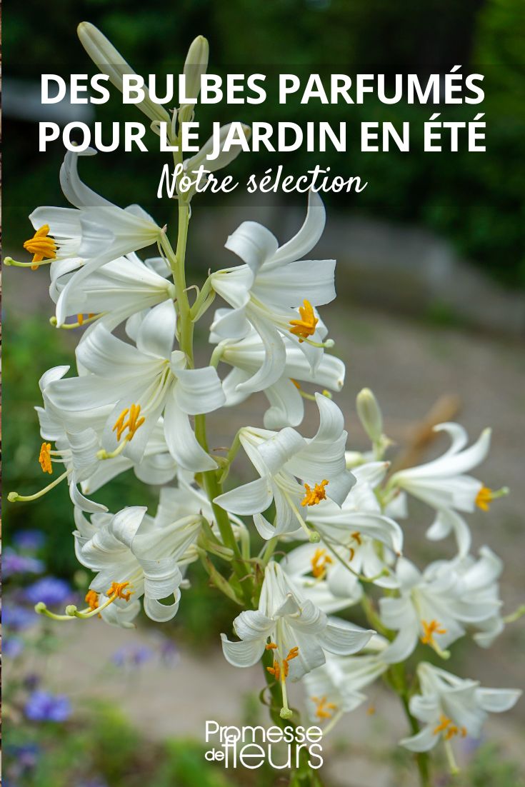 Bulbs for a fragrant garden all summer long! Lilium candidum or Madonna lily