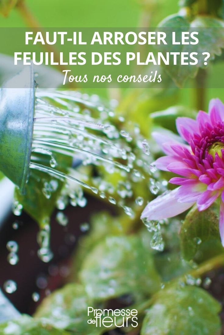 Watering and Foliage