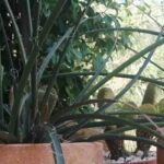 Growing Hesperaloe in pots