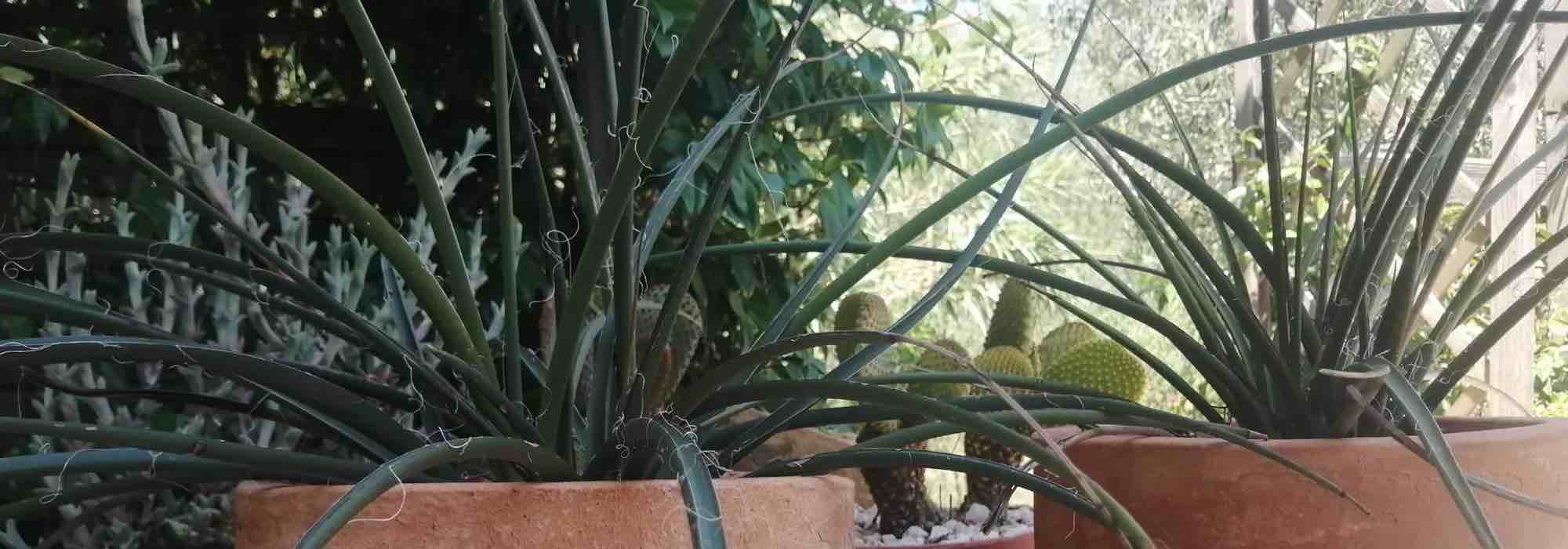 Growing Hesperaloe in pots