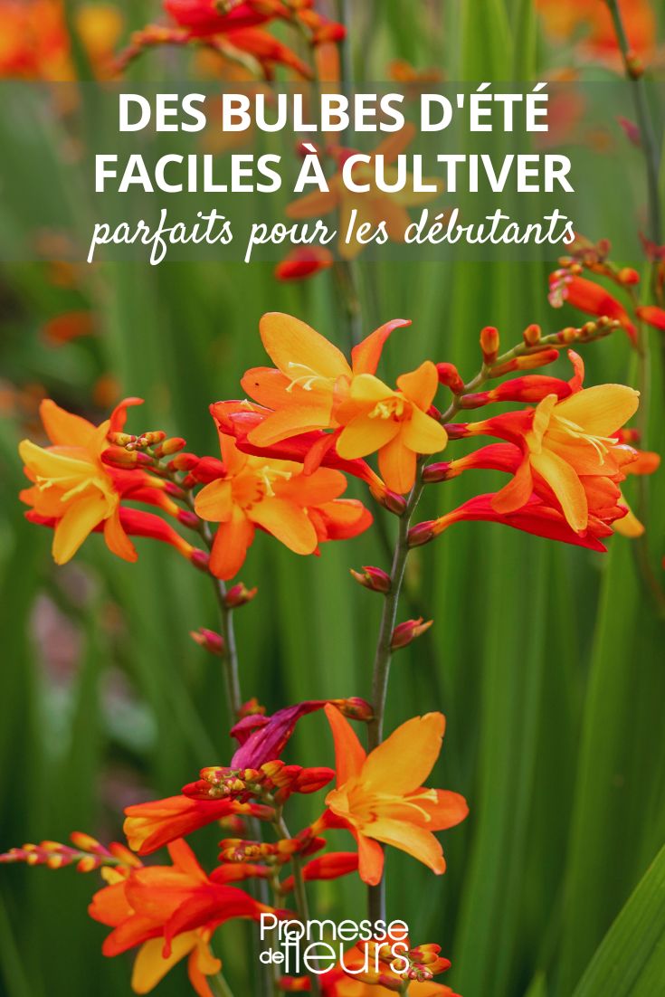 Gardening made easy: adopt these summer bulbs for beginners! Crocosmias