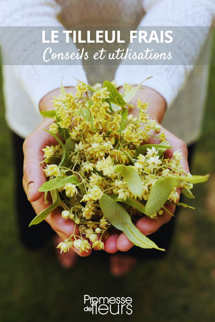 Recipes and Uses of Lime Tree Flowers