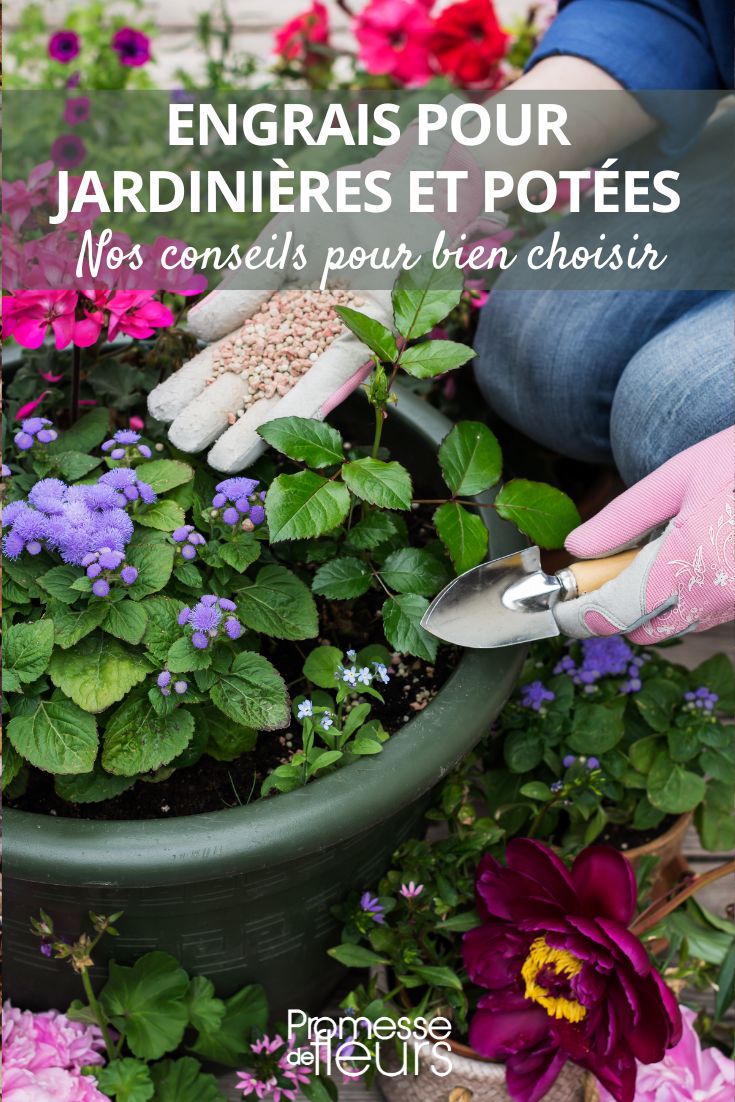 Fertilizers for planters and pots: when and how to use them Choose the right fertilizers for pots and planters