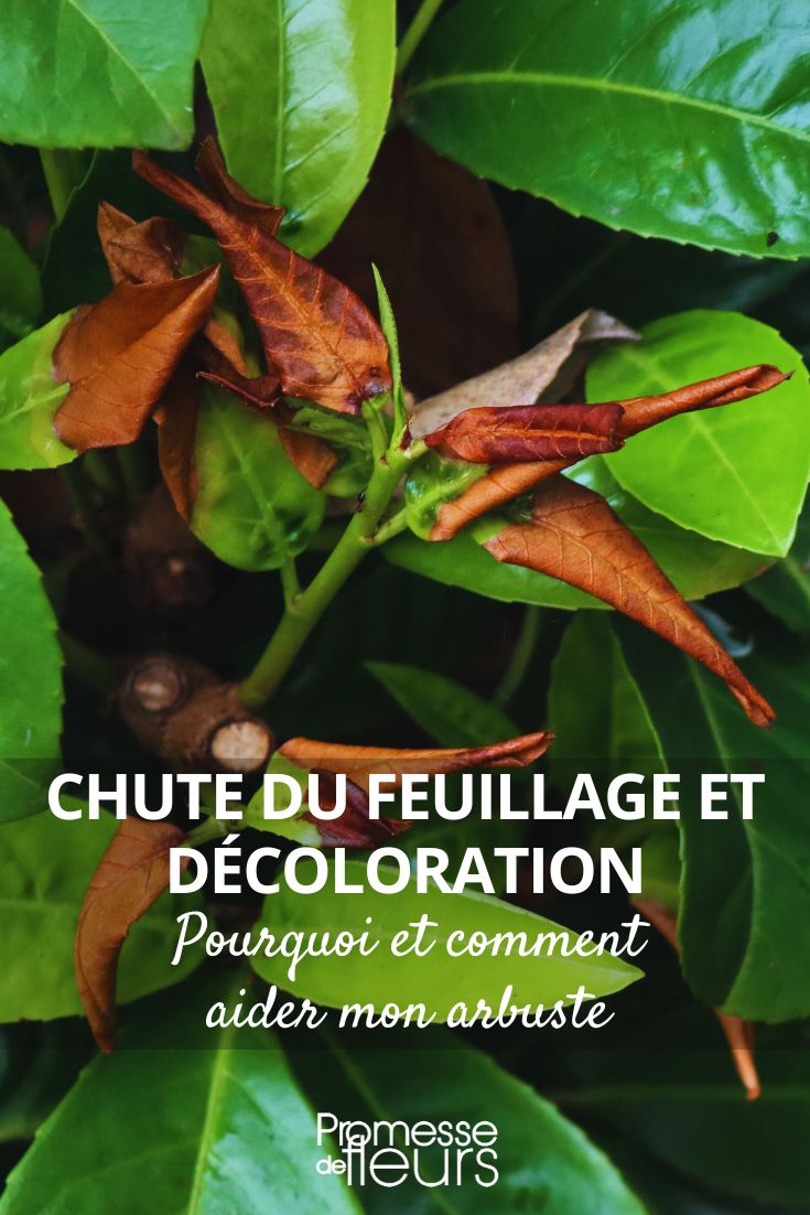 Drying out and leaf drop