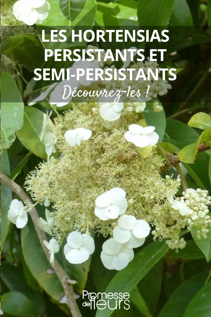 The evergreen and semi-evergreen hydrangeas Hydrangea seemanii