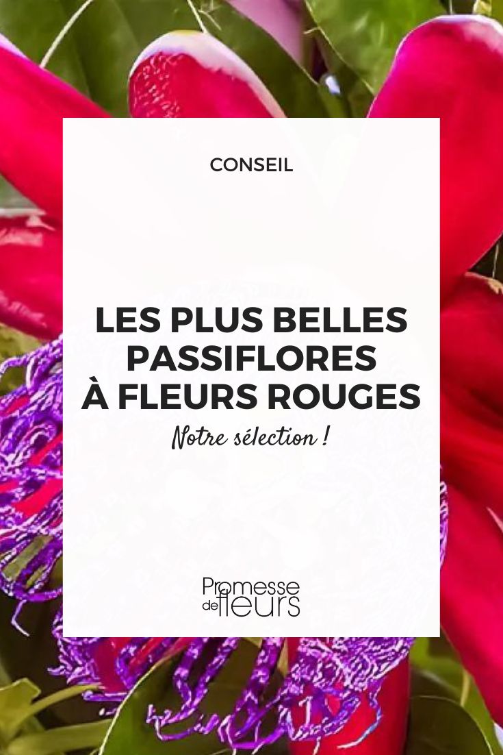 Passiflora quadrangularis Rank Barbadine