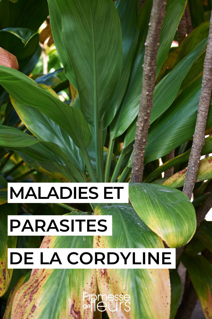 Caring for and Treating Cordyline
