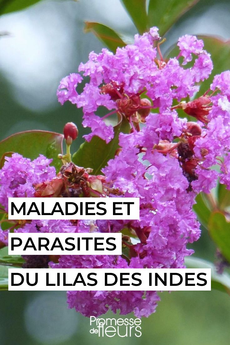 Diseases and Parasites of Crape Myrtle or Lagerstroemia lagerstroemia indica mauve