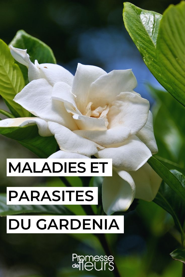 Gardenia Diseases and Parasites care for the gardenia