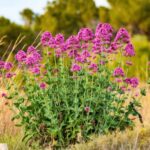 Valerian, Spanish lilac: how to propagate it?