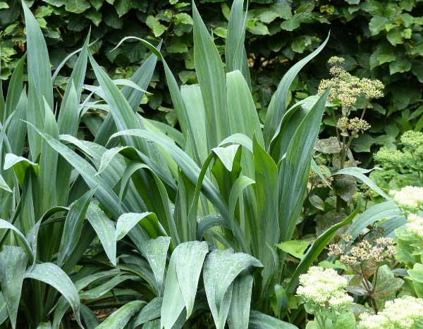 How to propagate Beschorneria?