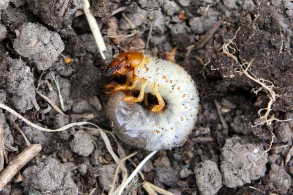 How to control white grubs with nematodes?