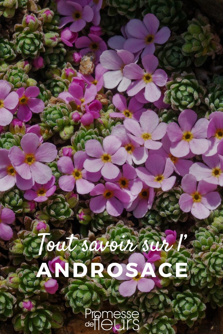 Pinterest - Plant Sheets All you need to know (1) Androsace flowers