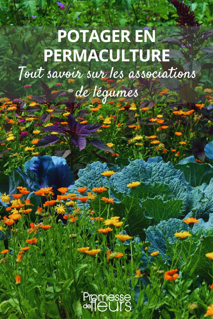 Vegetable Garden in Permaculture: Everything You Need to Know About Vegetable Associations (2) Permaculture Vegetable Garden and Vegetable Companionships