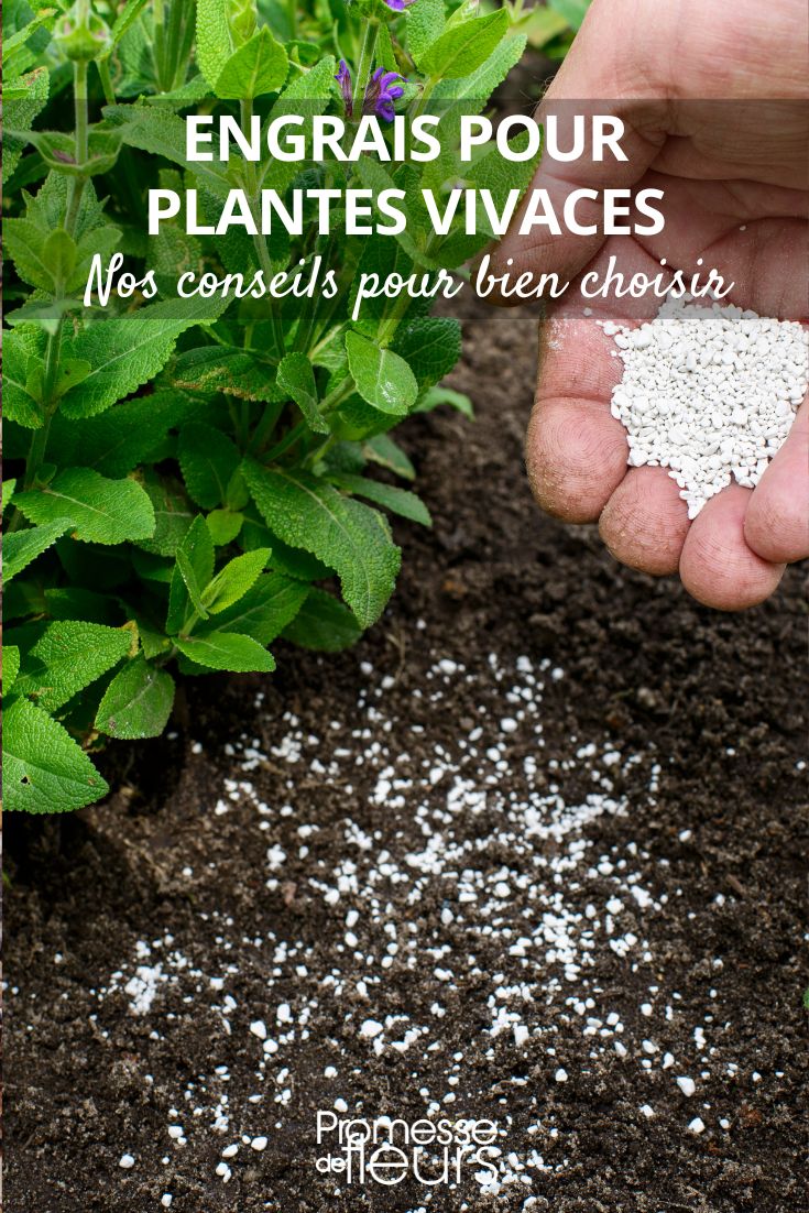 What fertilizer to choose for my perennial plants Perennials: Amendments and Fertilizers for Your Garden