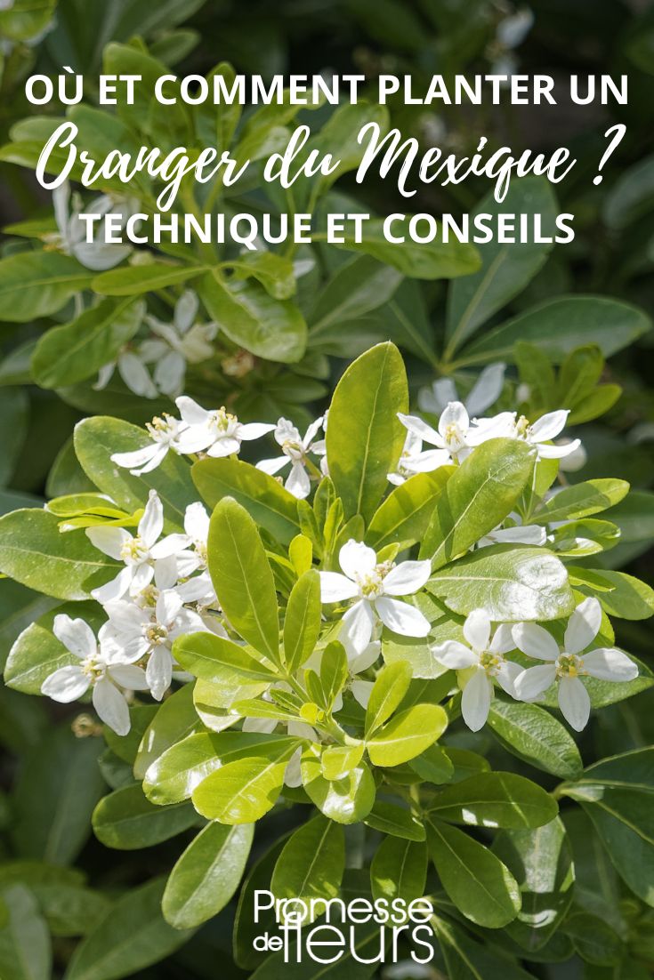 Where to plant your Choisya