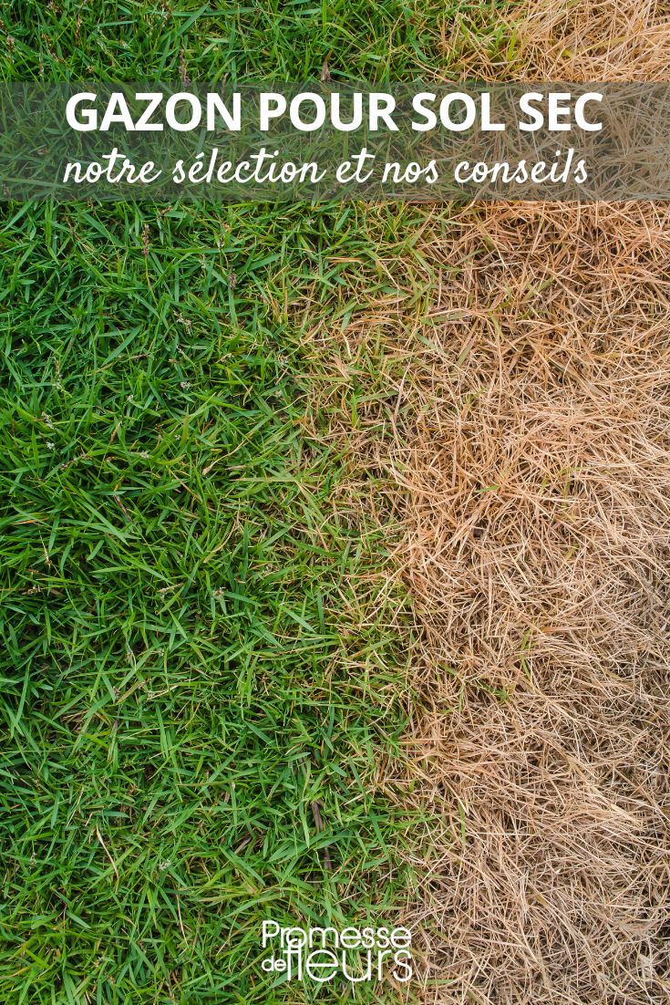 What grass to sow on dry soil Lawn for dry soil: our selection and advice