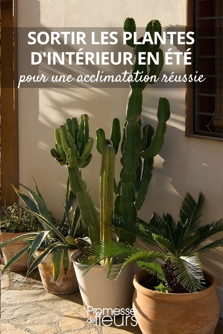 Bringing indoor plants outside in the nice weather: all our tips