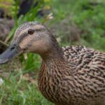 How to keep and raise ducks in the garden?