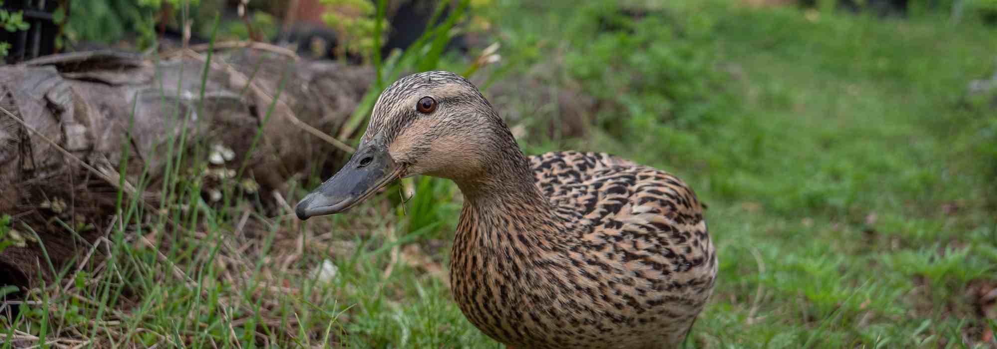 How to keep and raise ducks in the garden?