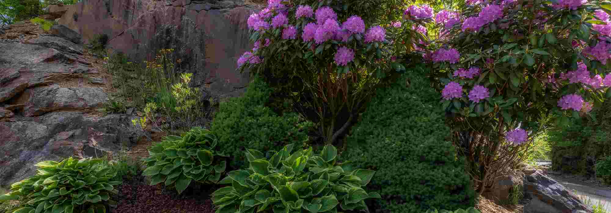 6 landscaping tips to create a shade garden