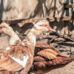 Raising backyard chickens: how to do it?