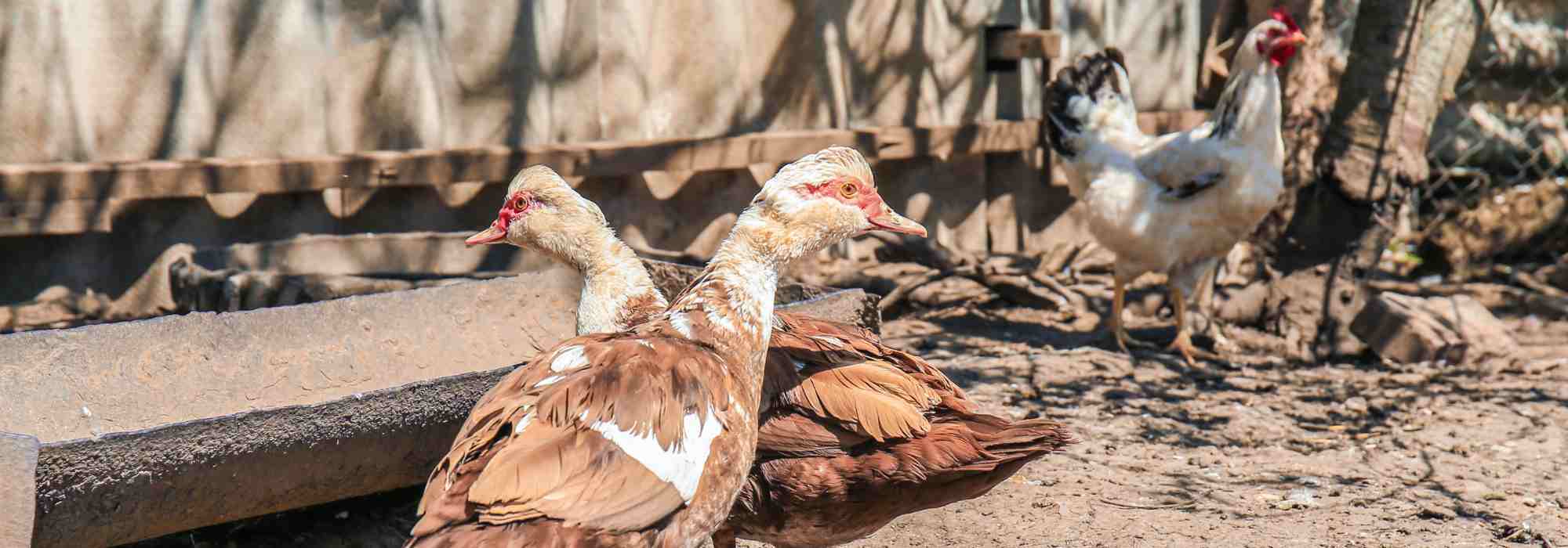 Raising backyard chickens: how to do it?
