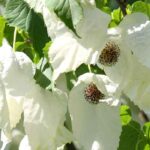 My handkerchief tree is not blooming, why?