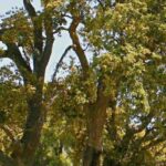 7 trees to grow in acidic soil