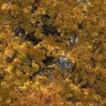 8 ornamental trees to plant in calcareous soil