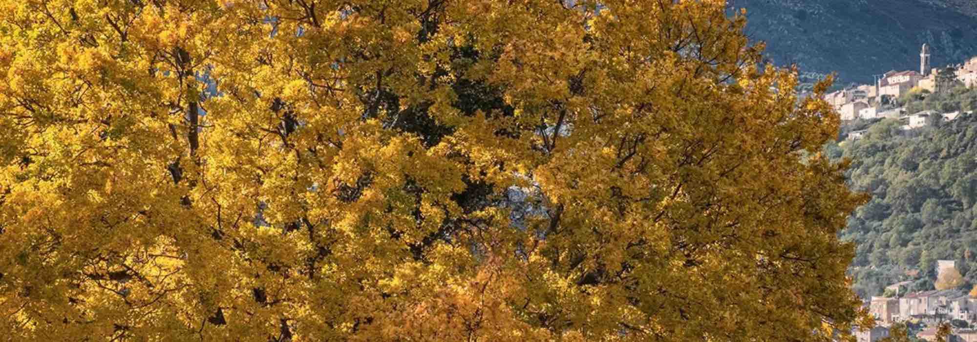 8 ornamental trees to plant in calcareous soil
