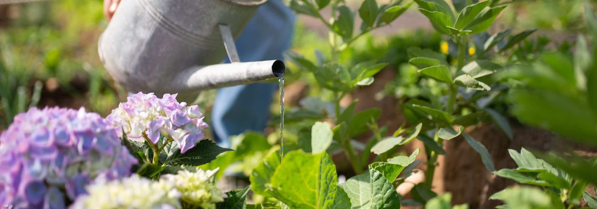 Should you water the leaves of garden plants?