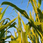 Permaculture kitchen garden: everything you need to know about vegetable companion planting