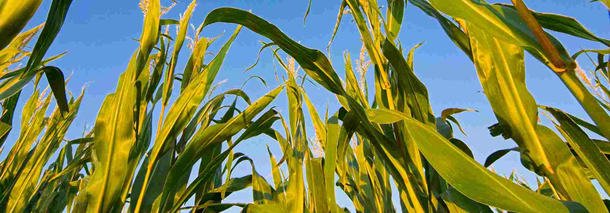 Permaculture kitchen garden: everything you need to know about vegetable companion planting