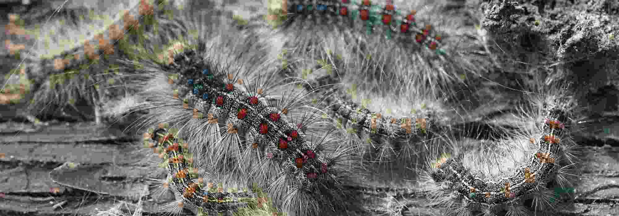 The silkworm moth, a formidable pest for trees.