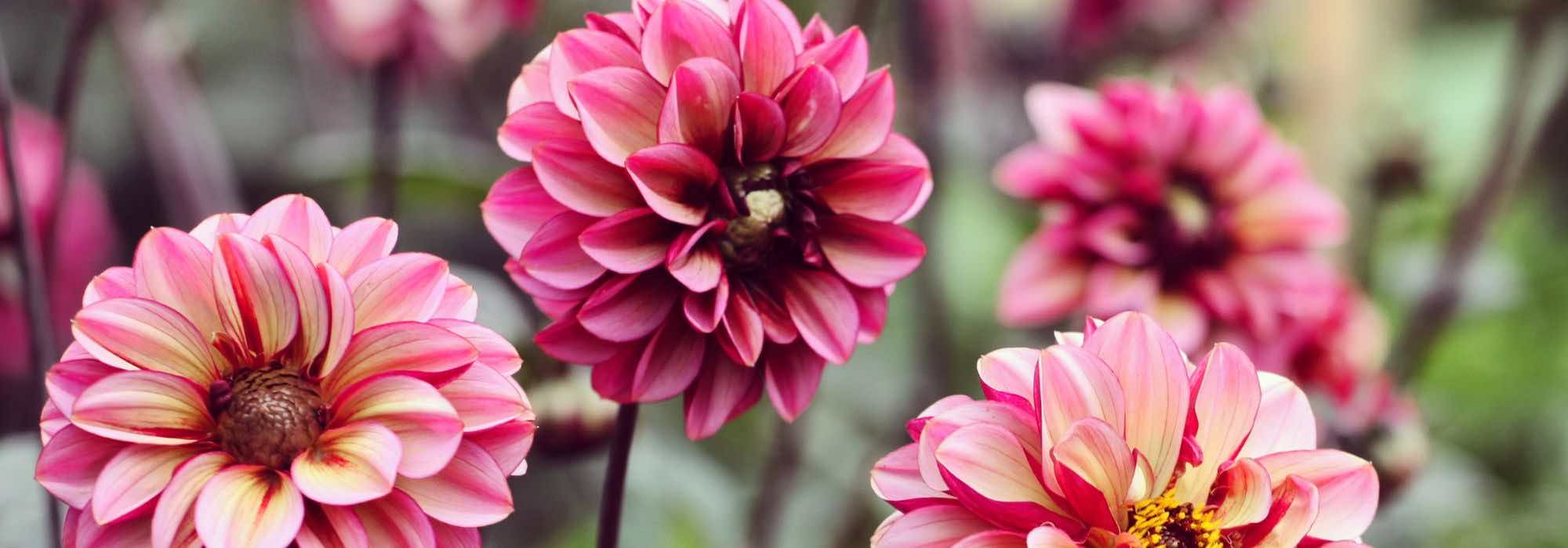 Gardening made easy: try these summer bulbs for beginners!