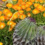 What are the differences between cacti and succulents?