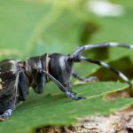 The Asian long-horned beetle: a threat to our trees?